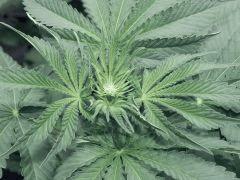 Dutch kush paradise seeds (5)