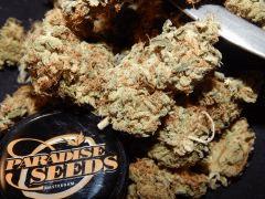 Harvest Dutch Kush Paradise Seeds (12)