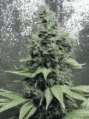 DK P Seeds (17)
