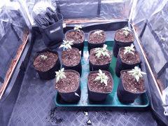 ParadiseSeeds DK (14)