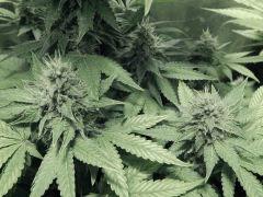 DK Paradise Seeds (19)