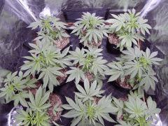 DutchKush  Paradise Seeds% (3)