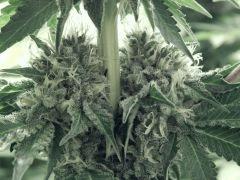 DK Paradise Seeds (11)