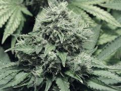 DK P Seeds (23)