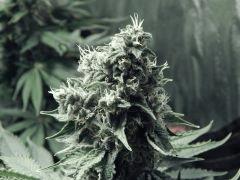 DK P Seeds (8)