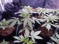 Dutch Kush  Paradise Seeds (3)