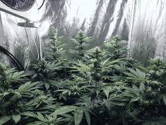 Dutch Kush Flo  13 (3)