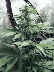 Dutch Kush Flo  13 (15)