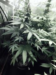 DK Paradise Seeds (21)