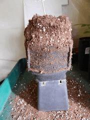 Dutch Kush  Paradise Seeds (8)