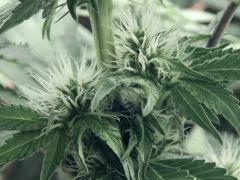 Dutch Kush Flo  13 (17)