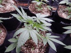 DutchKush Paradise Seeds (7)
