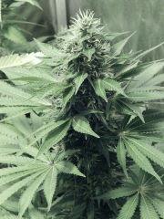 DK Paradise Seeds (6)
