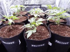 Dutch Kush  Paradise Seeds (16)