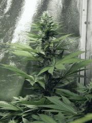 Dutch Kush Flo 19(3)