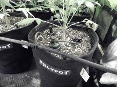 Dutch Kush Flo  13 (23)
