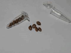 Paradise Seeds Dutch Kush (2)