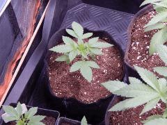 Dutch Kush  Paradise Seeds (21)
