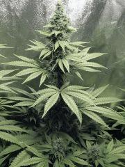 DK Paradise Seeds (8)