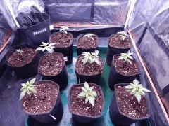 ParadiseSeeds DK (1)