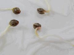 Paradise Seeds Dutch Kush (13)