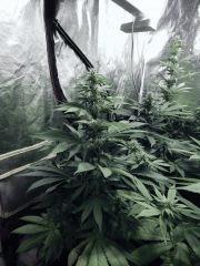 Dutch Kush Flo  13 (7)