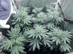 Dutch kush paradise seeds (14)