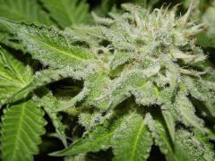 DK Paradise Seeds (30)