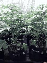 Dutch Kush PS Flo (13)