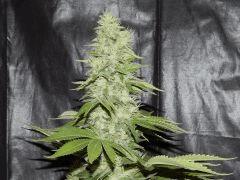 DK Paradise Seeds (24)