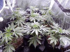 DutchKush (1)