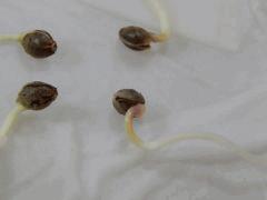 Paradise Seeds Dutch Kush (11)