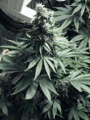 DK P Seeds (5)