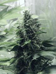 DK P Seeds (15)