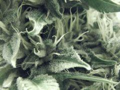Flo25 Dutch Kush (16)
