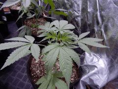 DutchKush Paradise Seeds (6)