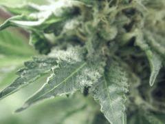 DK Paradise Seeds (13)