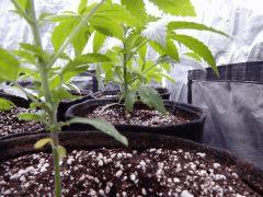 Dutch Kush  Paradise Seeds (25)