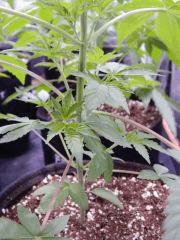 DutchKush  Paradise Seeds% (15)