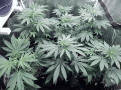 Dutch kush paradise seeds (1)