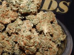 Harvest Dutch Kush Paradise Seeds (11)