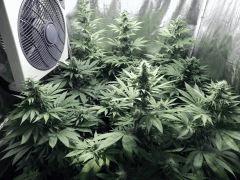 Dutch Kush Flo 19 (1)