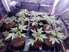 Dutch Kush  Paradise Seeds (1)