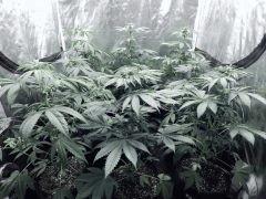 Dutch Kush PS Flo (12)