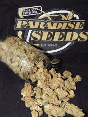 Harvest Dutch Kush Paradise Seeds (17)