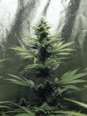 Dutch Kush Flo 19(2)