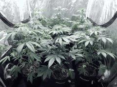Dutch Kush PS Flo (15)