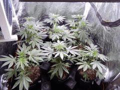 DutchKush (10)