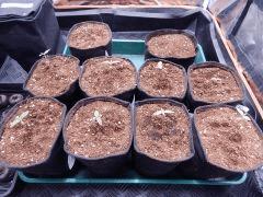 Dutch Kush Paradise Seeds  (10)