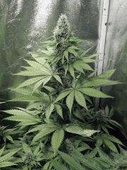 DK Paradise Seeds (10)